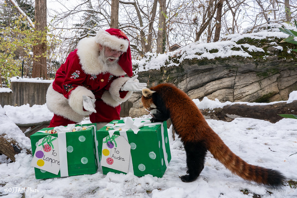 Last Chance to See Santa and Mrs. Claus at the Cincinnati Zoo’s PNC Festival of Lights