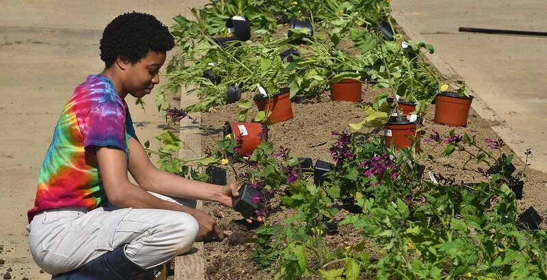 person planting flowers