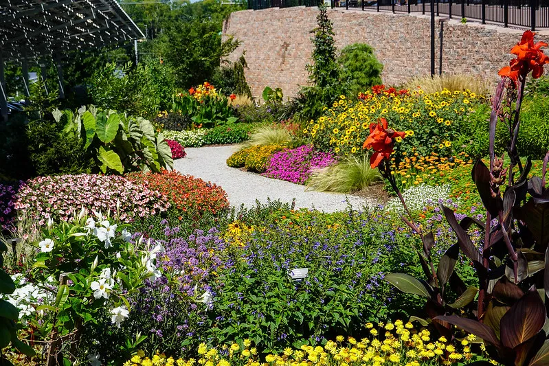 annual trials blooming