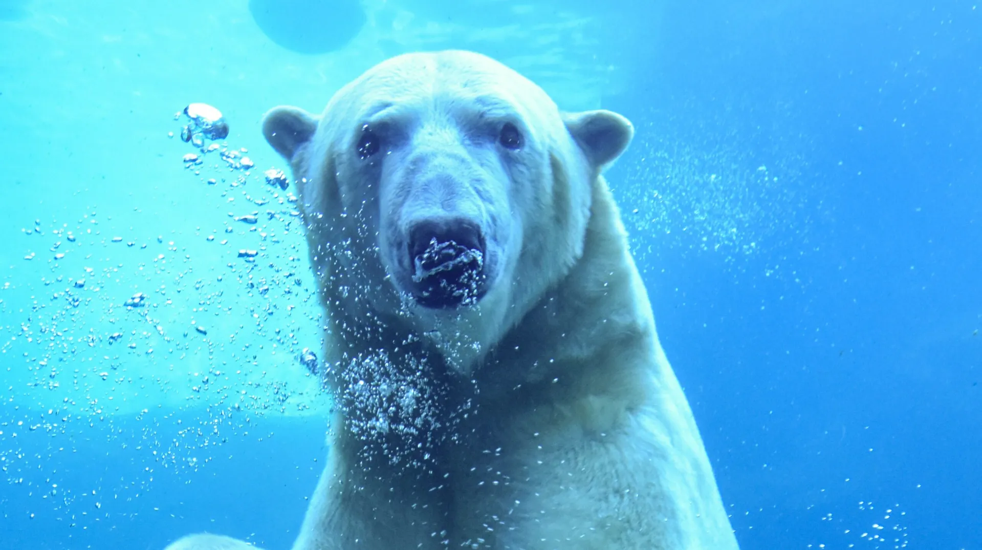 Polar Bear Signature Project | Cincinnati Zoo