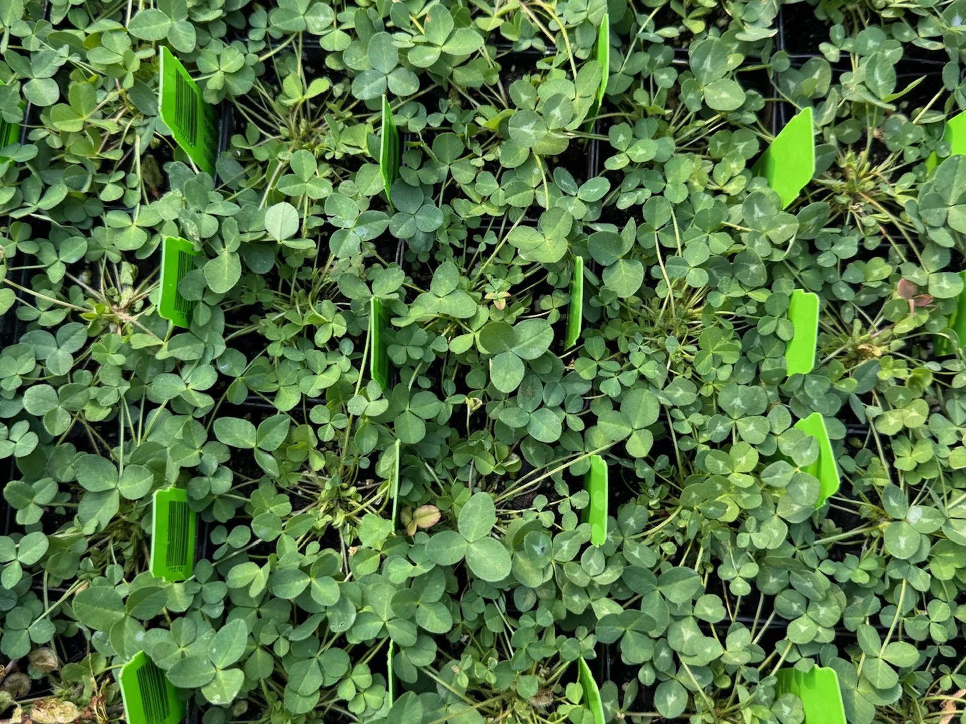 ky clover in soil