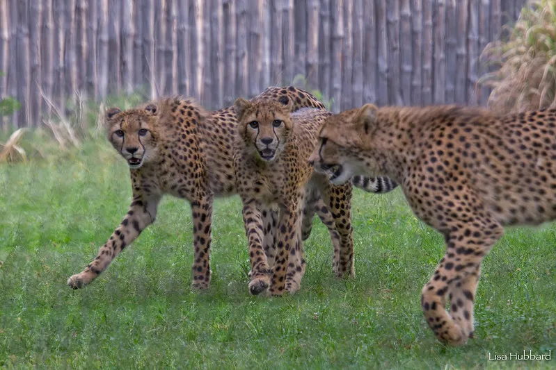 cheetah cubs kiara, zola and Lulu in the grass