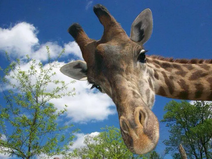 giraffe with blue sky in the background