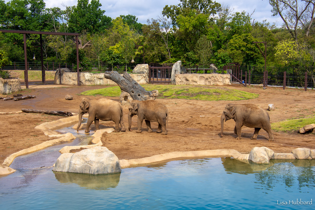Spring Season at the Cincinnati Zoo & Botanical Garden Includes Return of Rides & Early Entry – Cincinnati Zoo & Botanical Garden