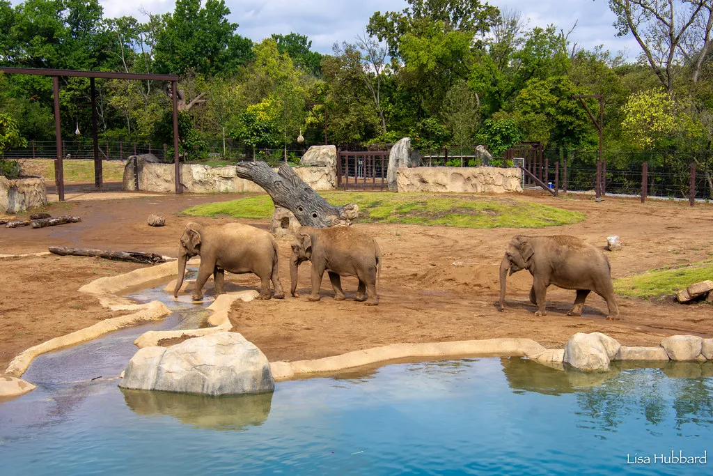 Spring Season at the Cincinnati Zoo & Botanical Garden Includes Return of Rides & Early Entry