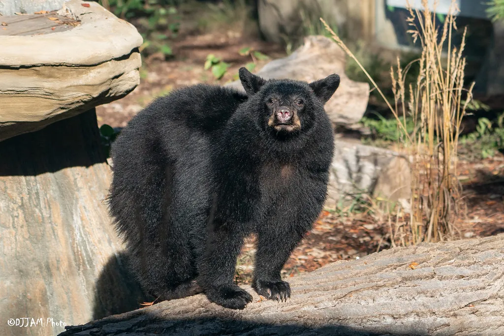 Bears Behaving Like Bears - Cincinnati Zoo & Botanical Garden