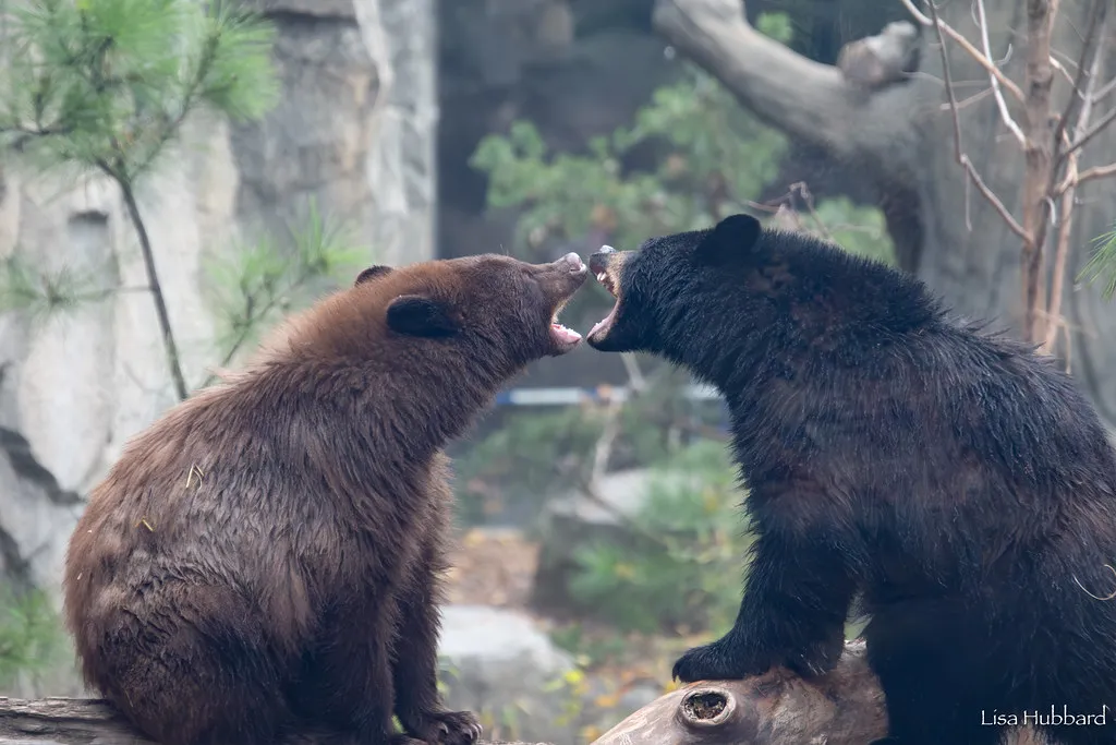 Bears Behaving Like Bears - Cincinnati Zoo & Botanical Garden