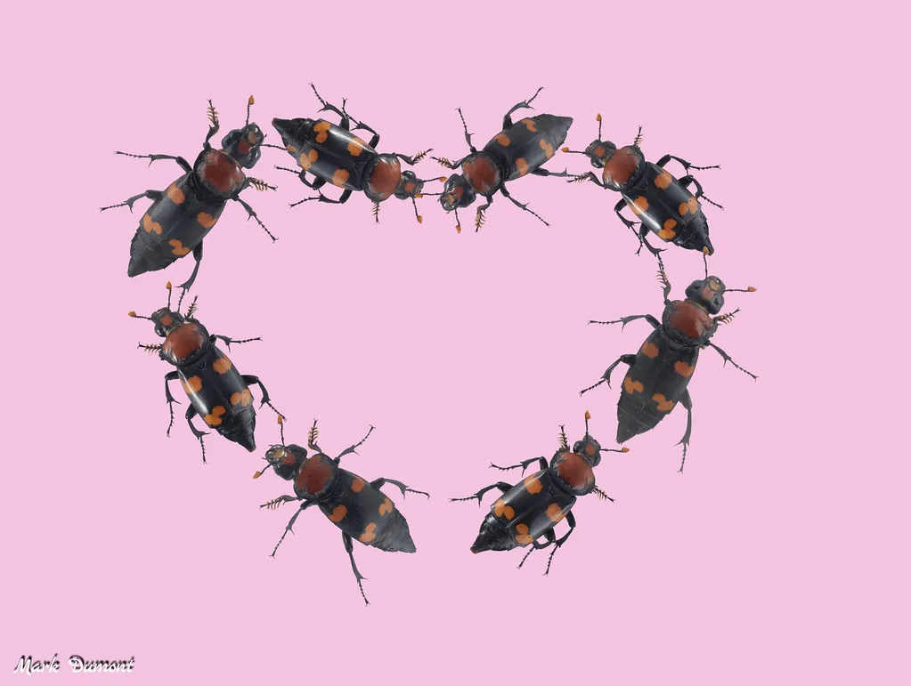 american burying beetles arranged in a heart with a pink background