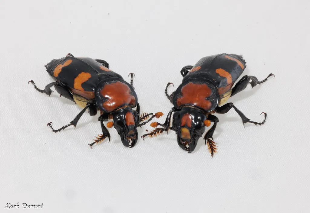 2 american burying beetles