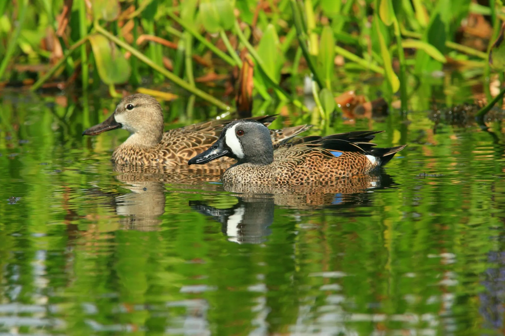Blue Wing Teal