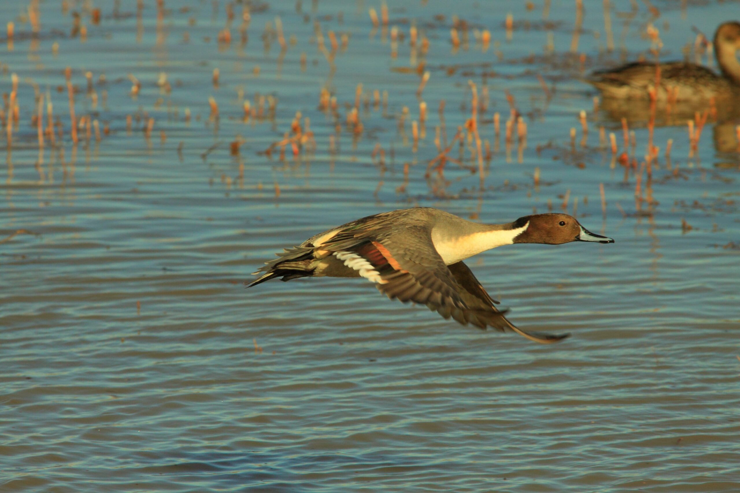 Northern Pintail