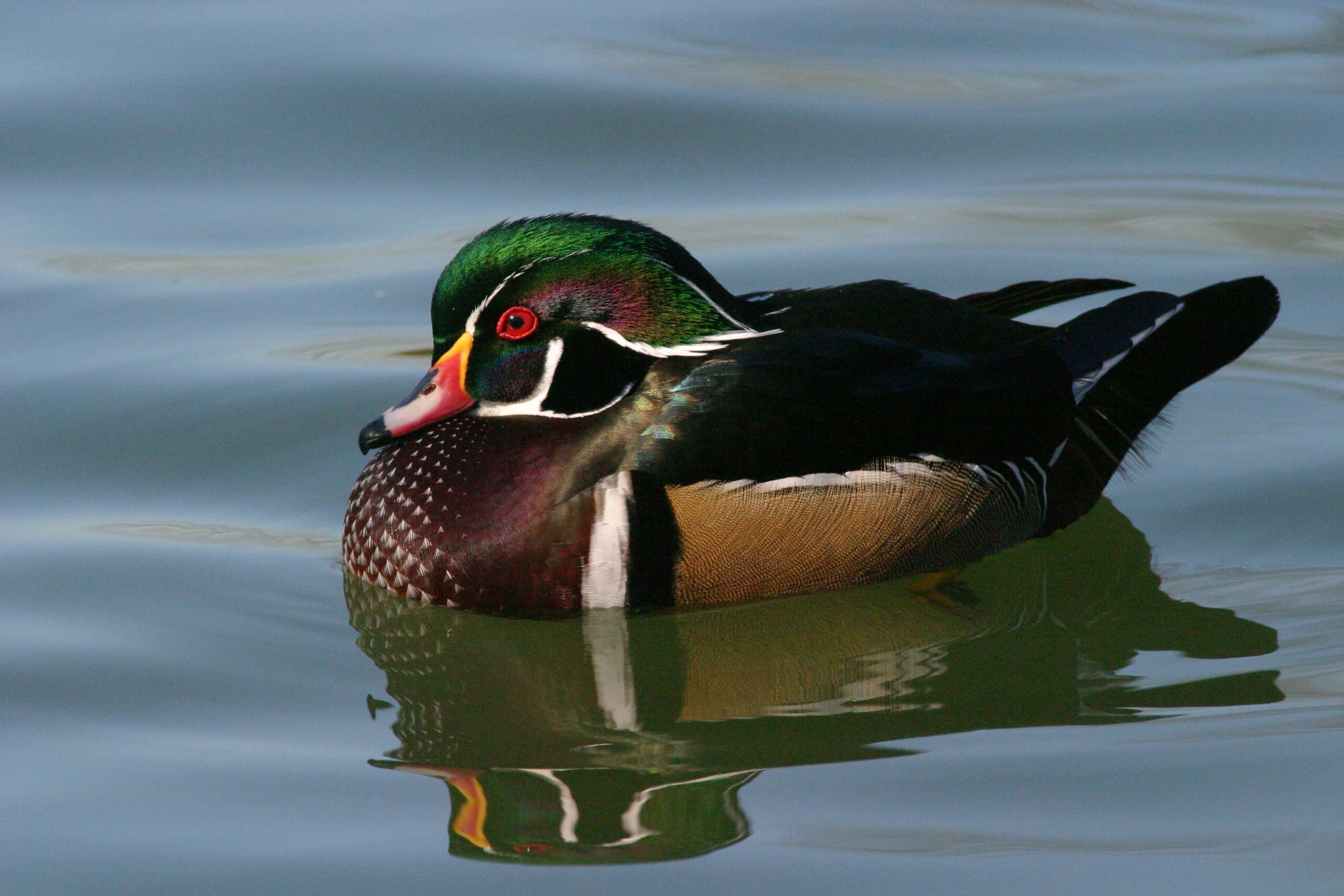 Wood Duck