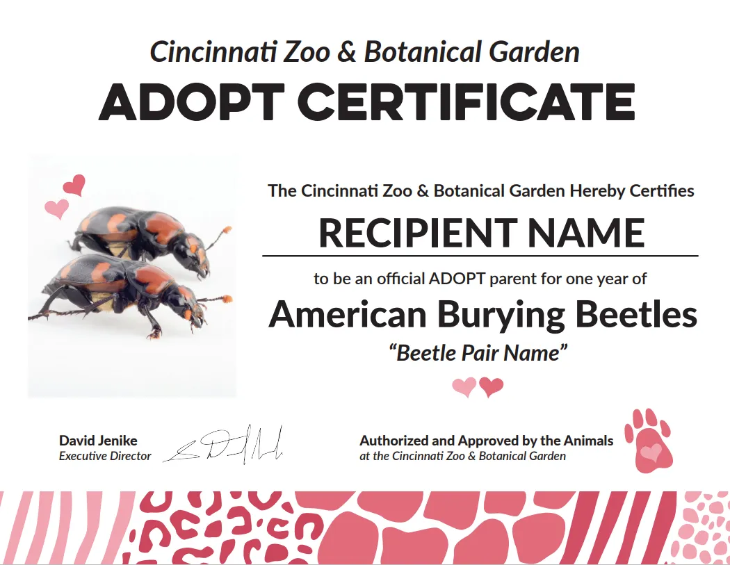 adoption certificate