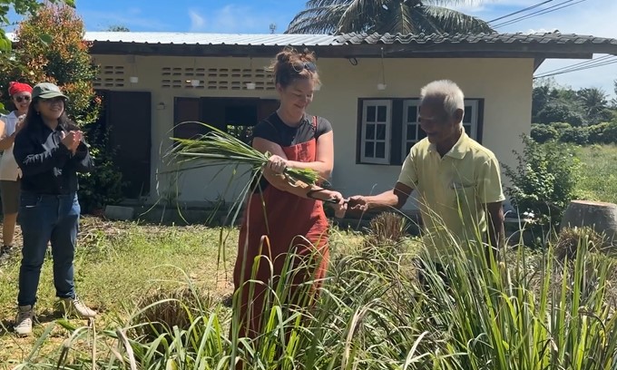 harvesting lemongrass