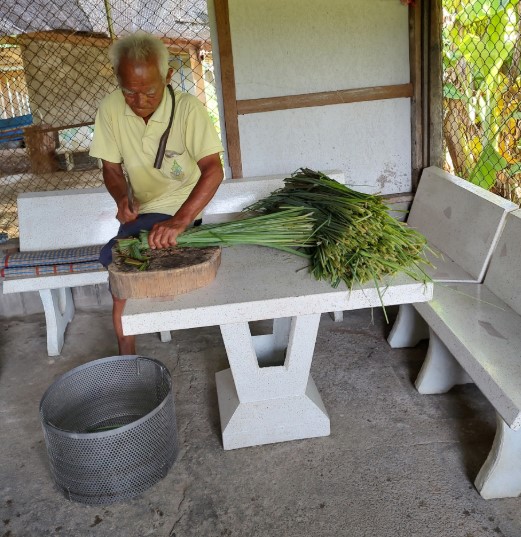 Farmer cutting lemongrass