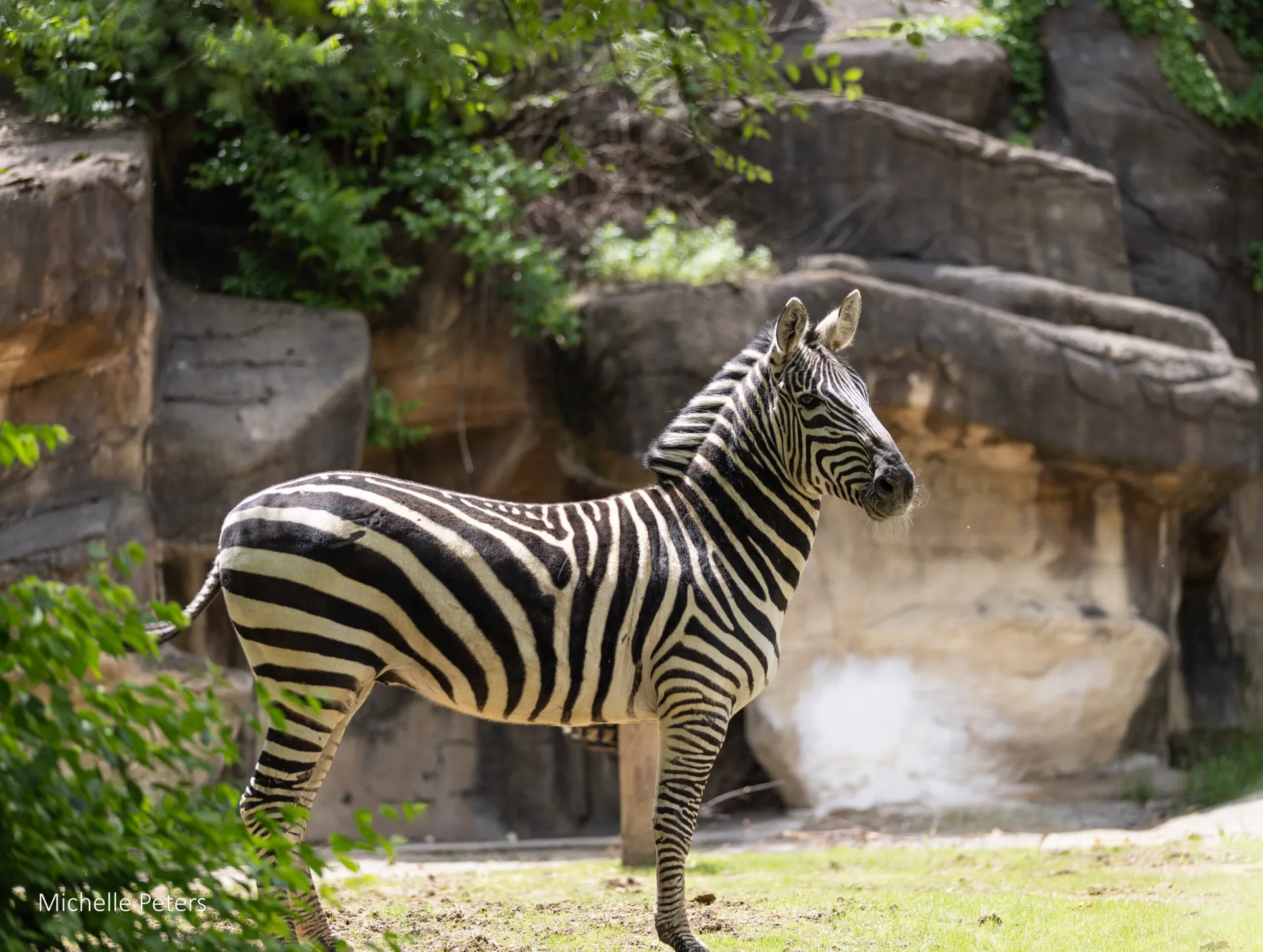 zebra side profile