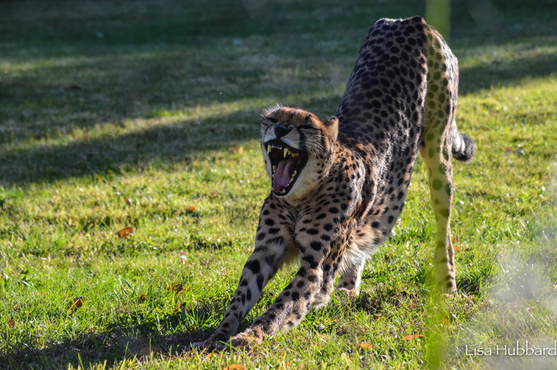 savanna the cheetah stretching