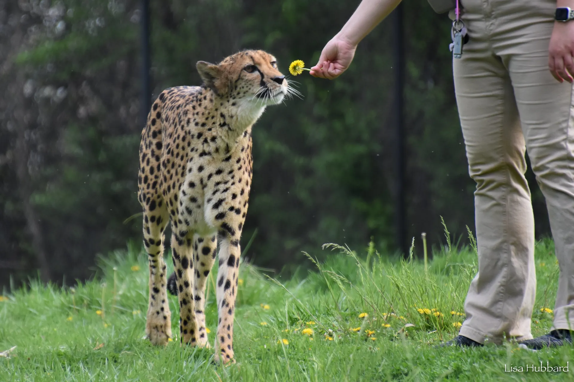 savanna the cheetah