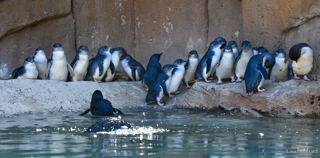 little blue penguin colony