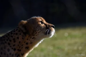 savanna the cheetah side profile