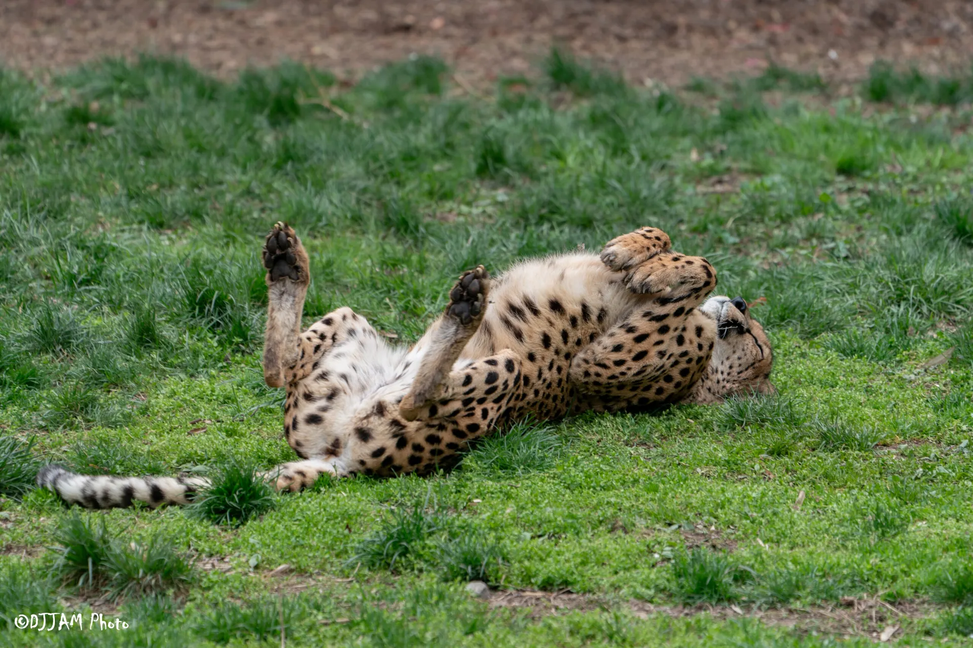 savanna the cheetah