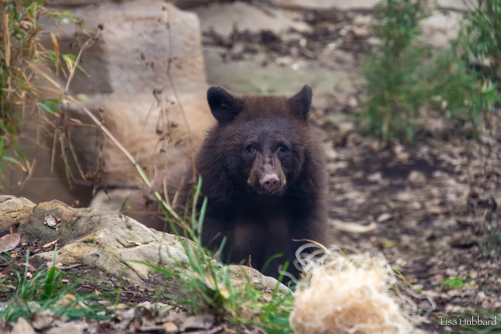 black bear hazel looking at camera