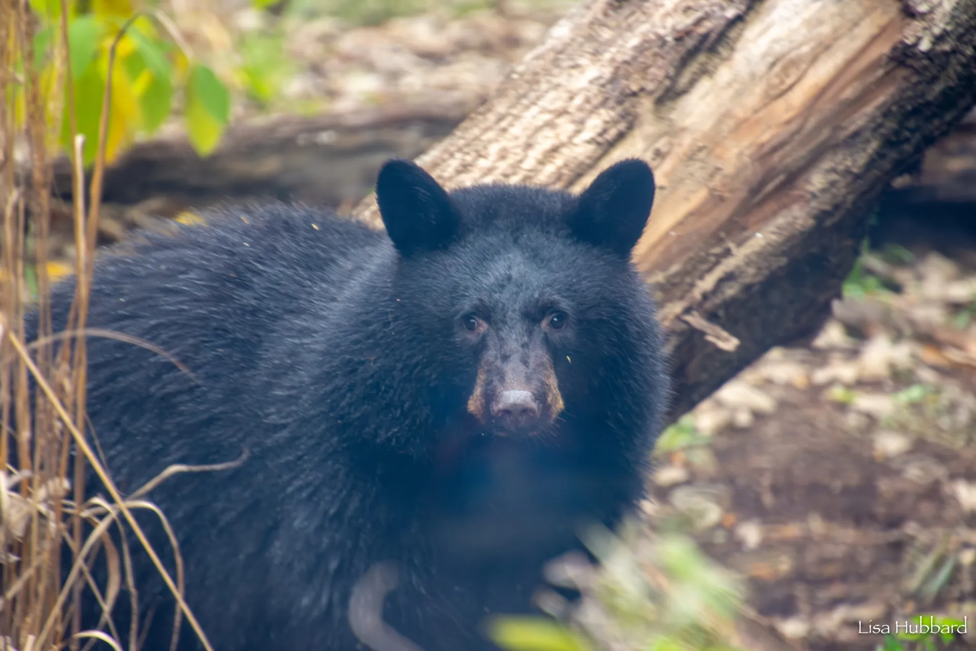 black bear juniper looking at camera