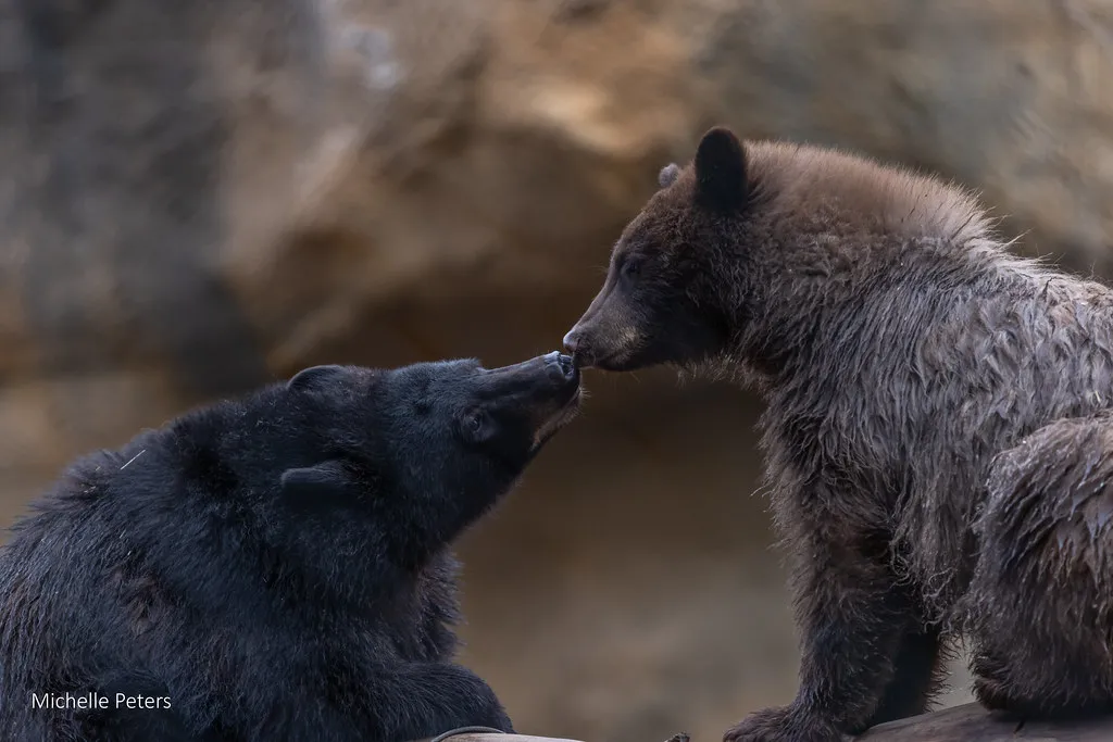 black bears hazel and juniper touching noses
