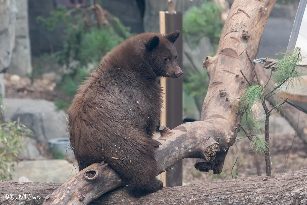 black bear hazel on a log