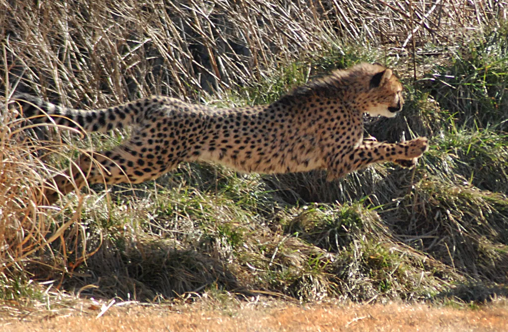 savanna the cheetah