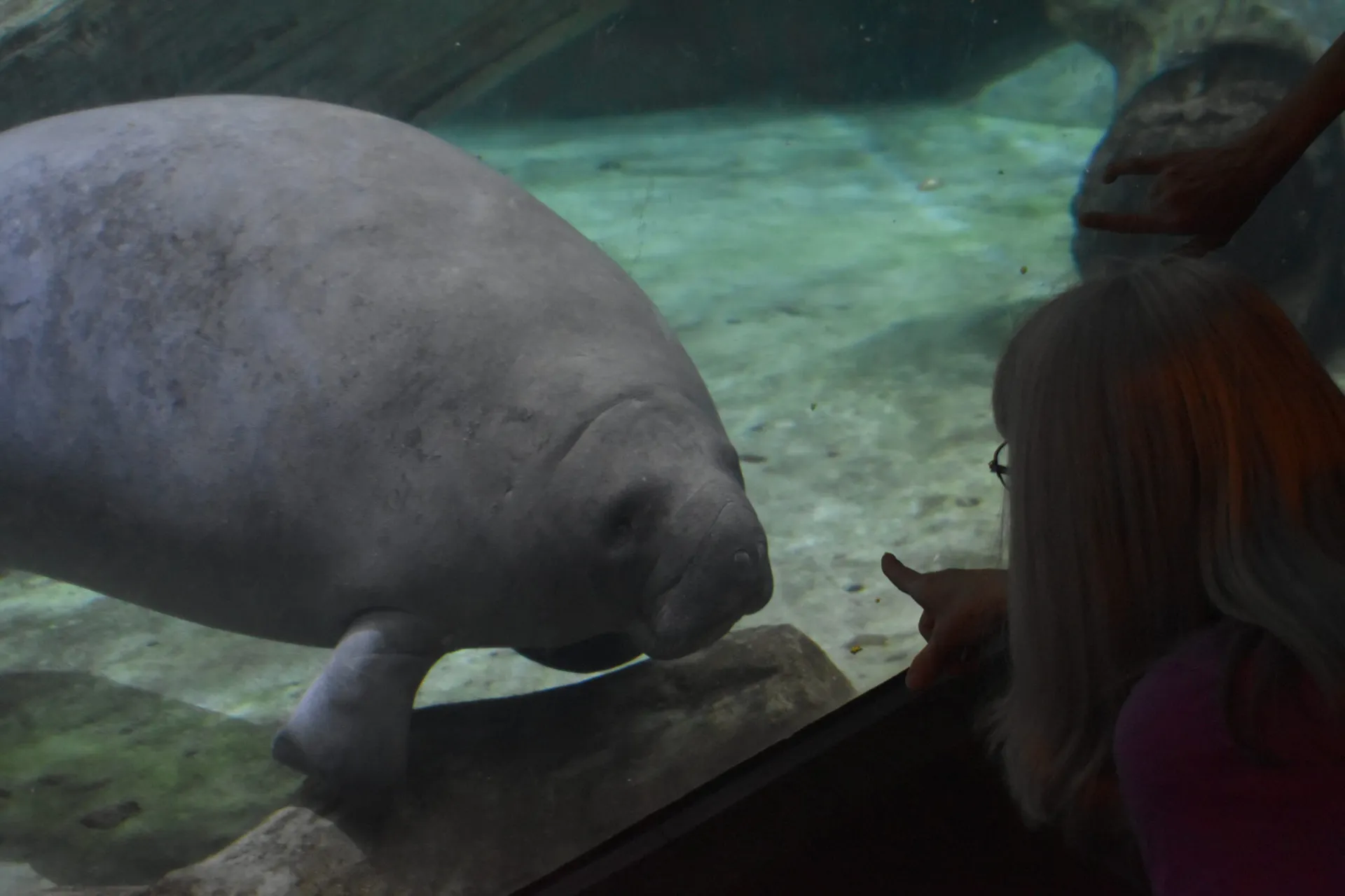 manatee looking at guest
