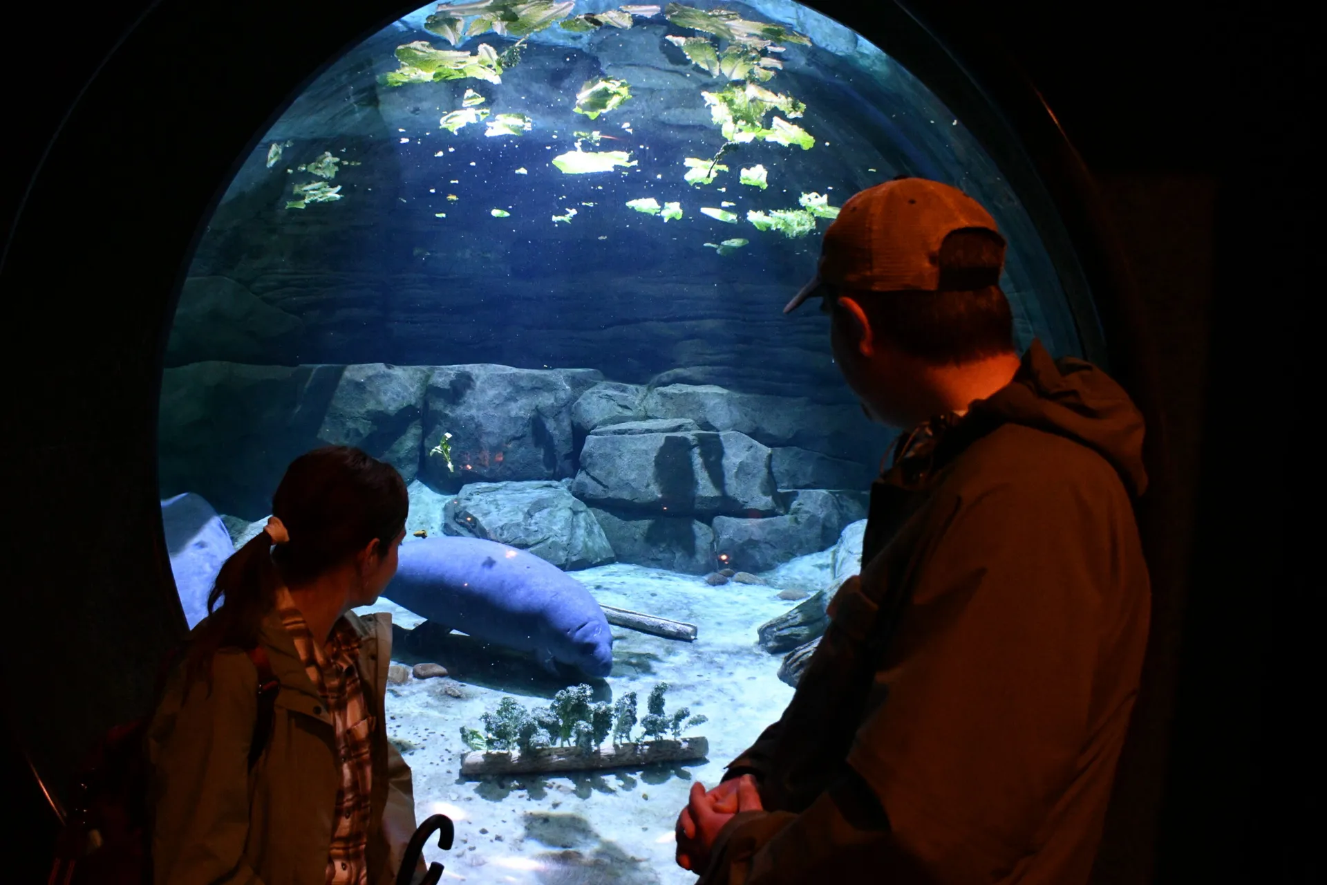guest looking at manatee