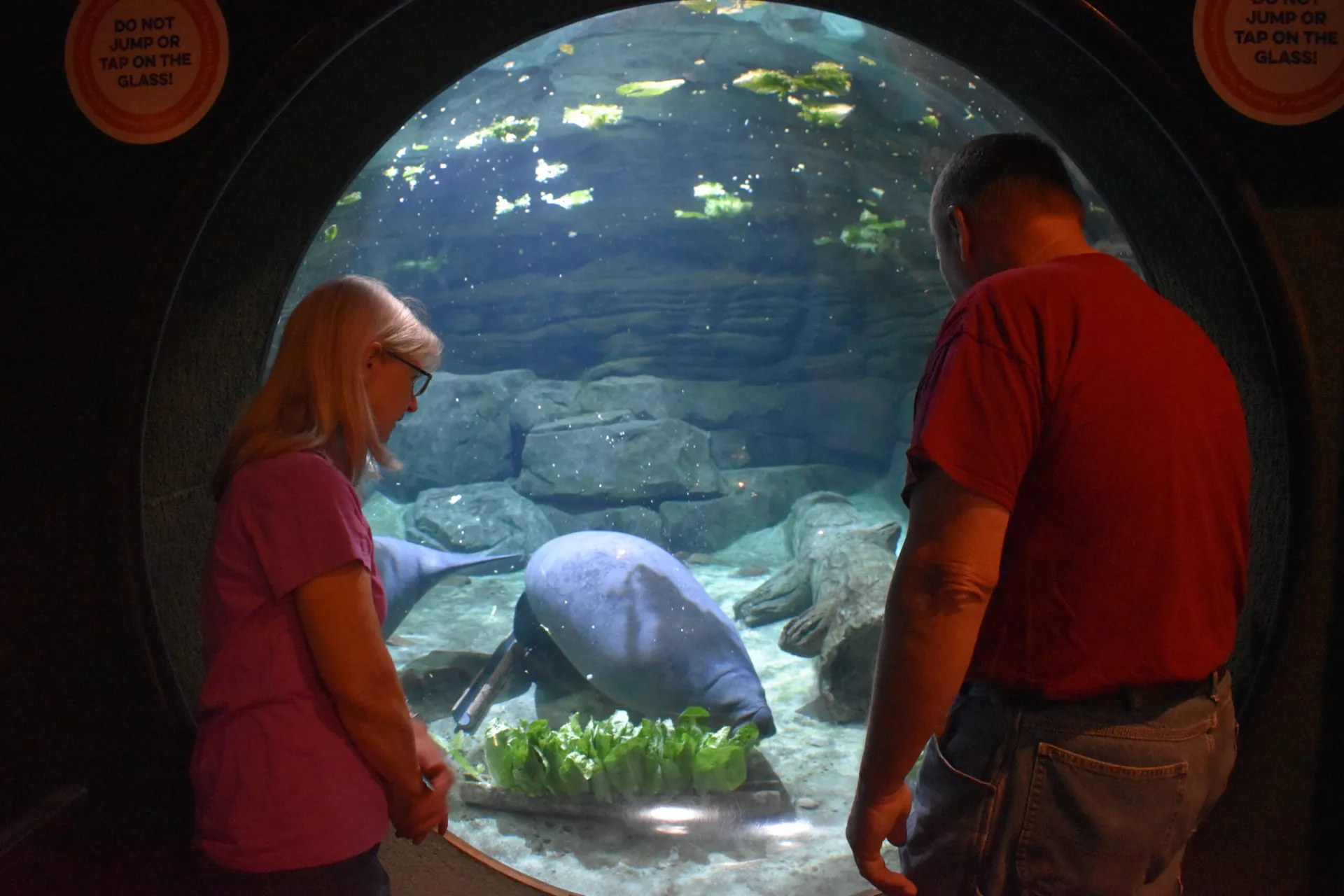 guest looking at manatee