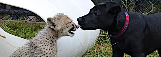 savanna the cheetah and her companion dog