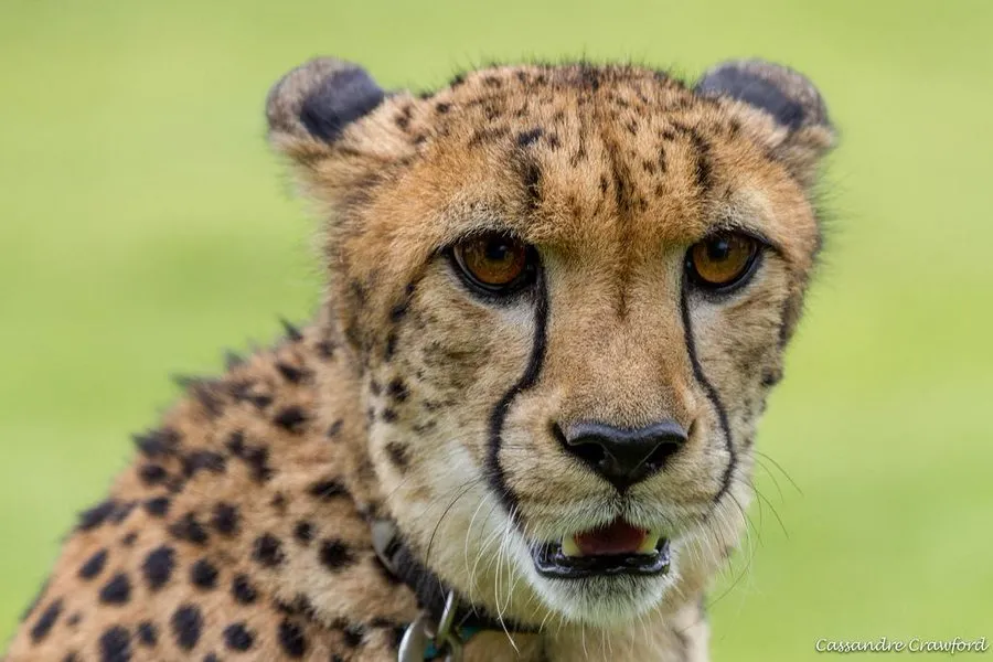 savanna the cheetah