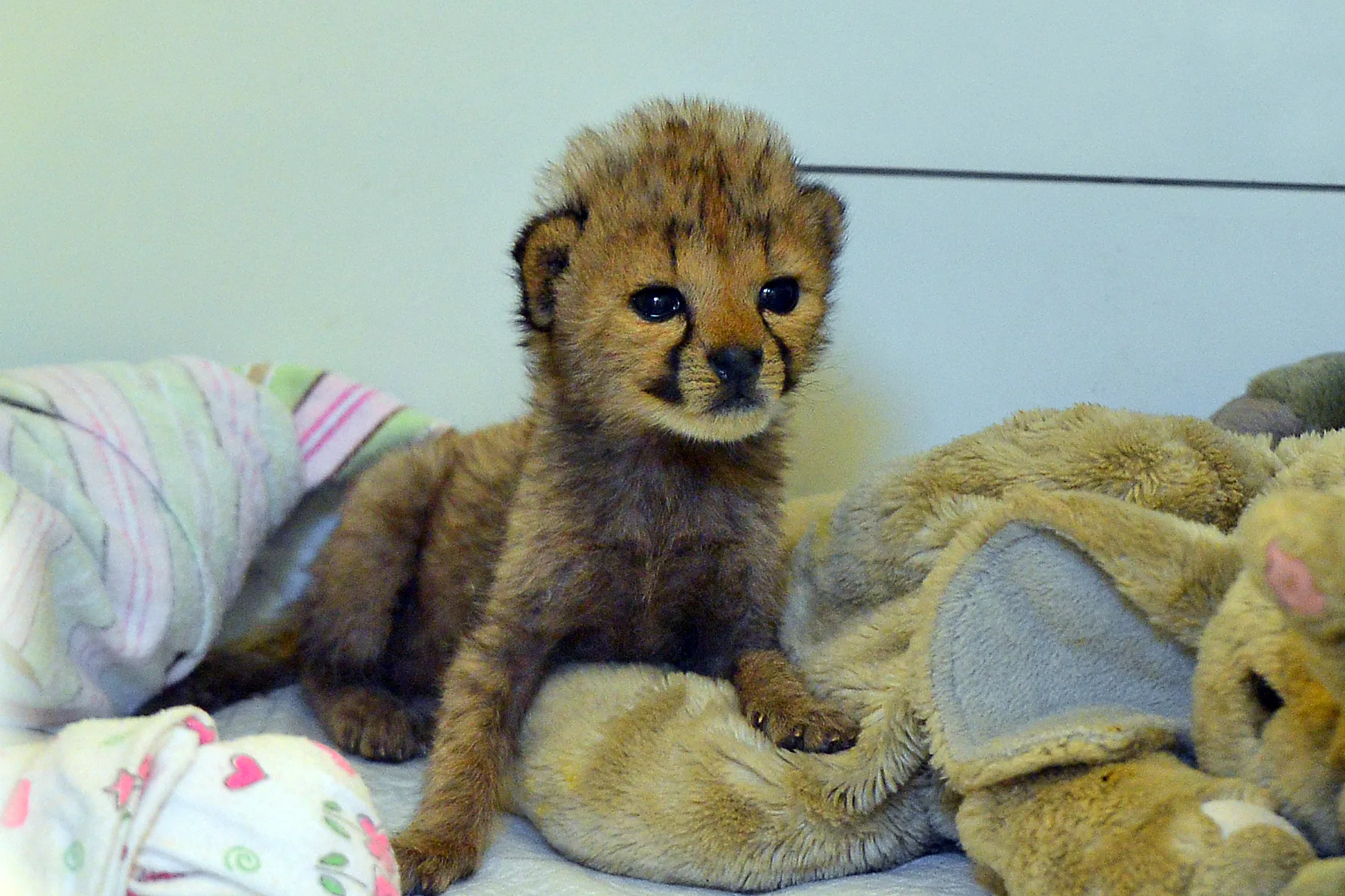 savanna the cheetah cub