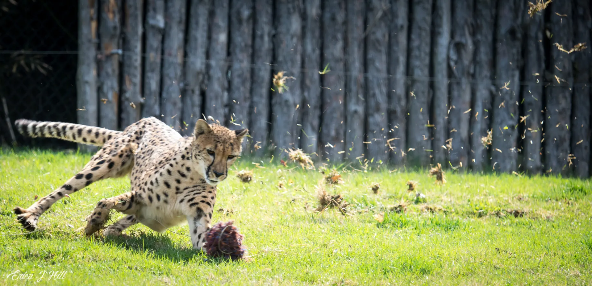 savanna the cheetah running