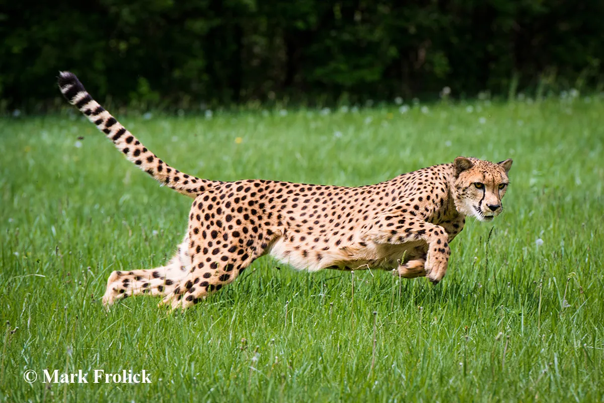 savanna the cheetah running