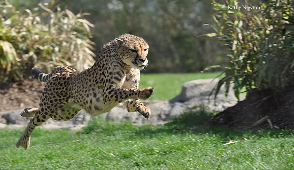 savanna the cheetah running