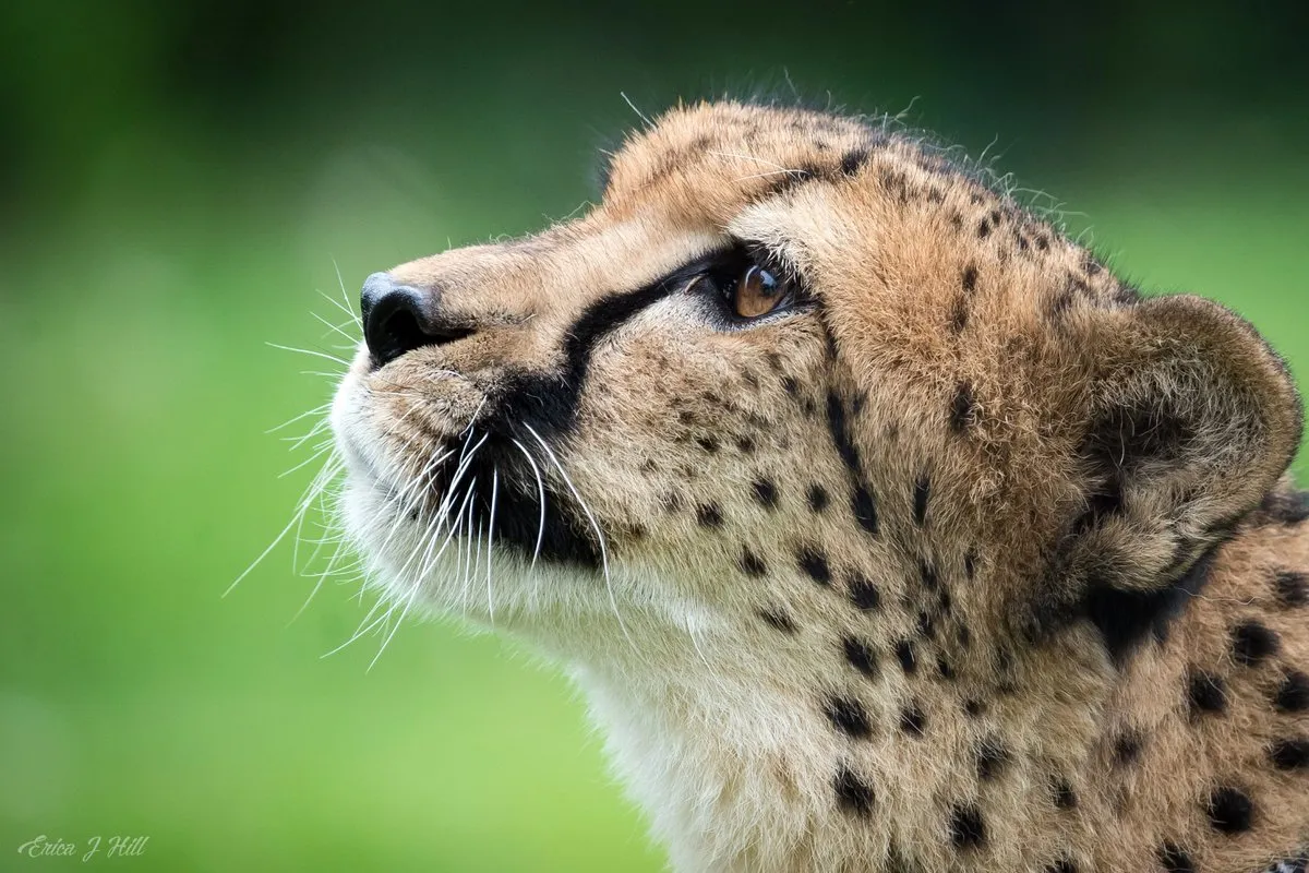 savanna the cheetah