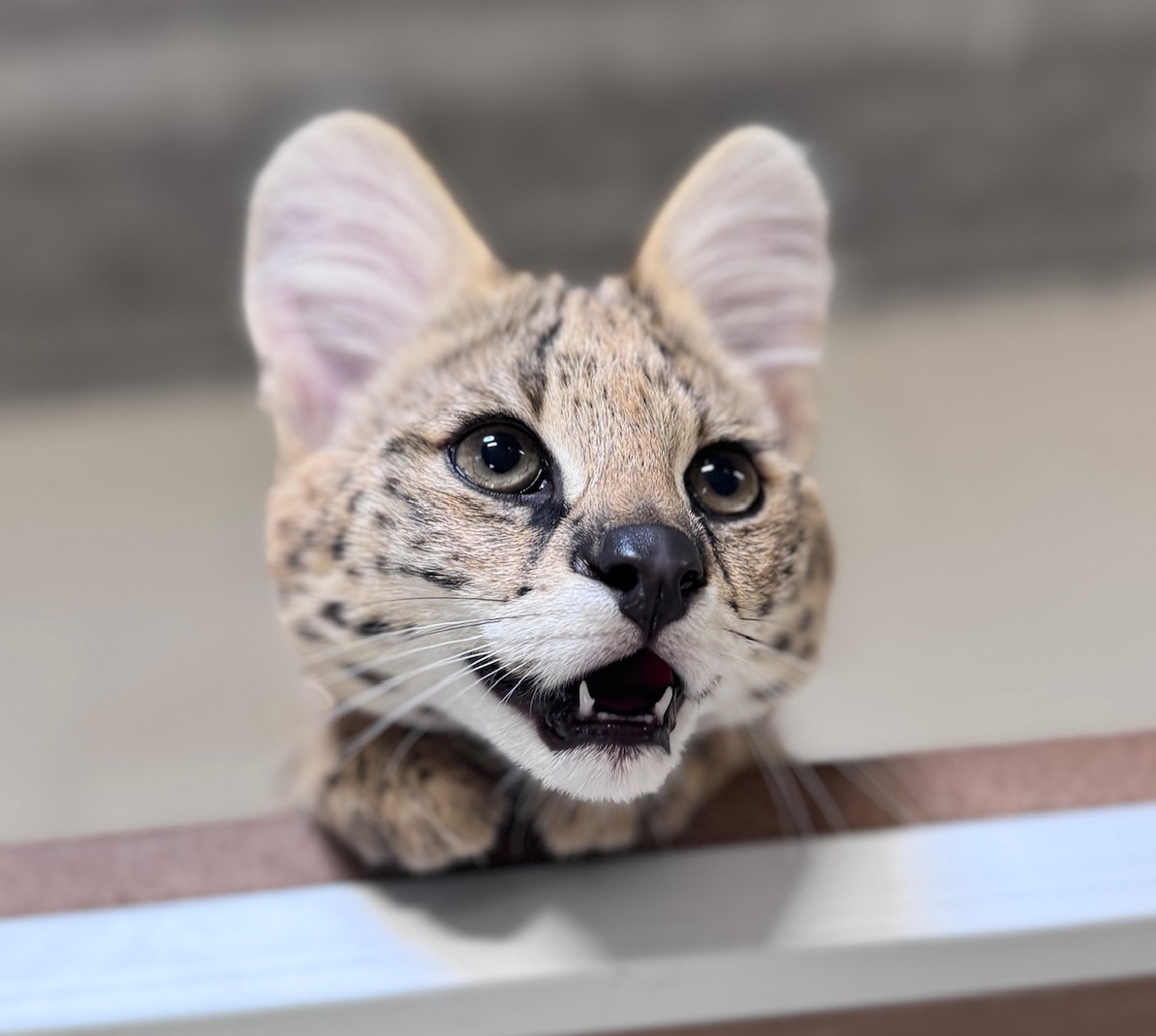 Teddy the serval