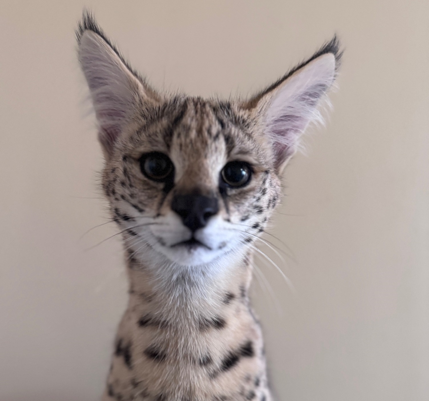 Teddy the serval