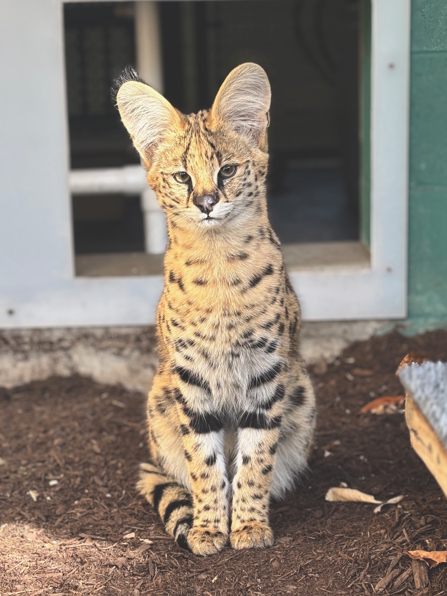 Teddy the serval
