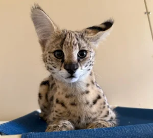 Teddy the serval