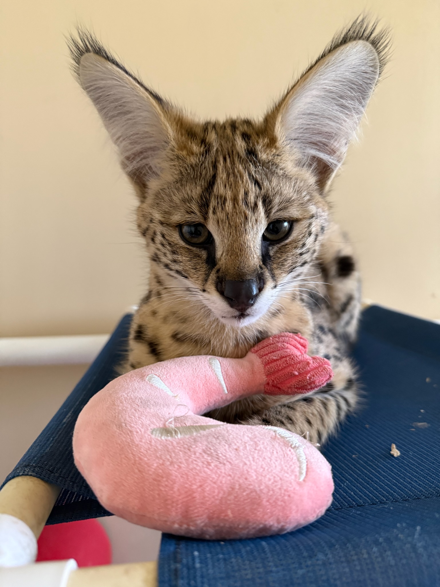 Teddy the serval