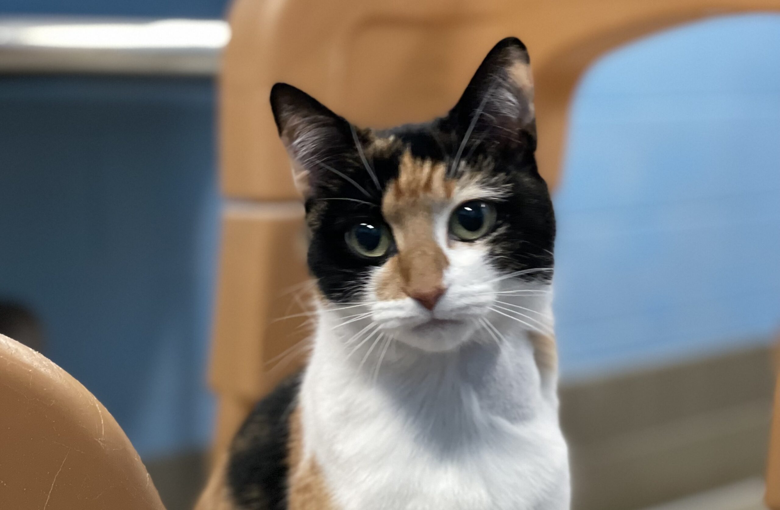 domestic house cat