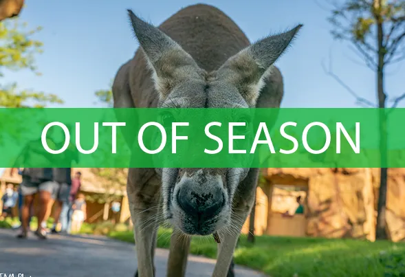 kangaroo tour is out of season