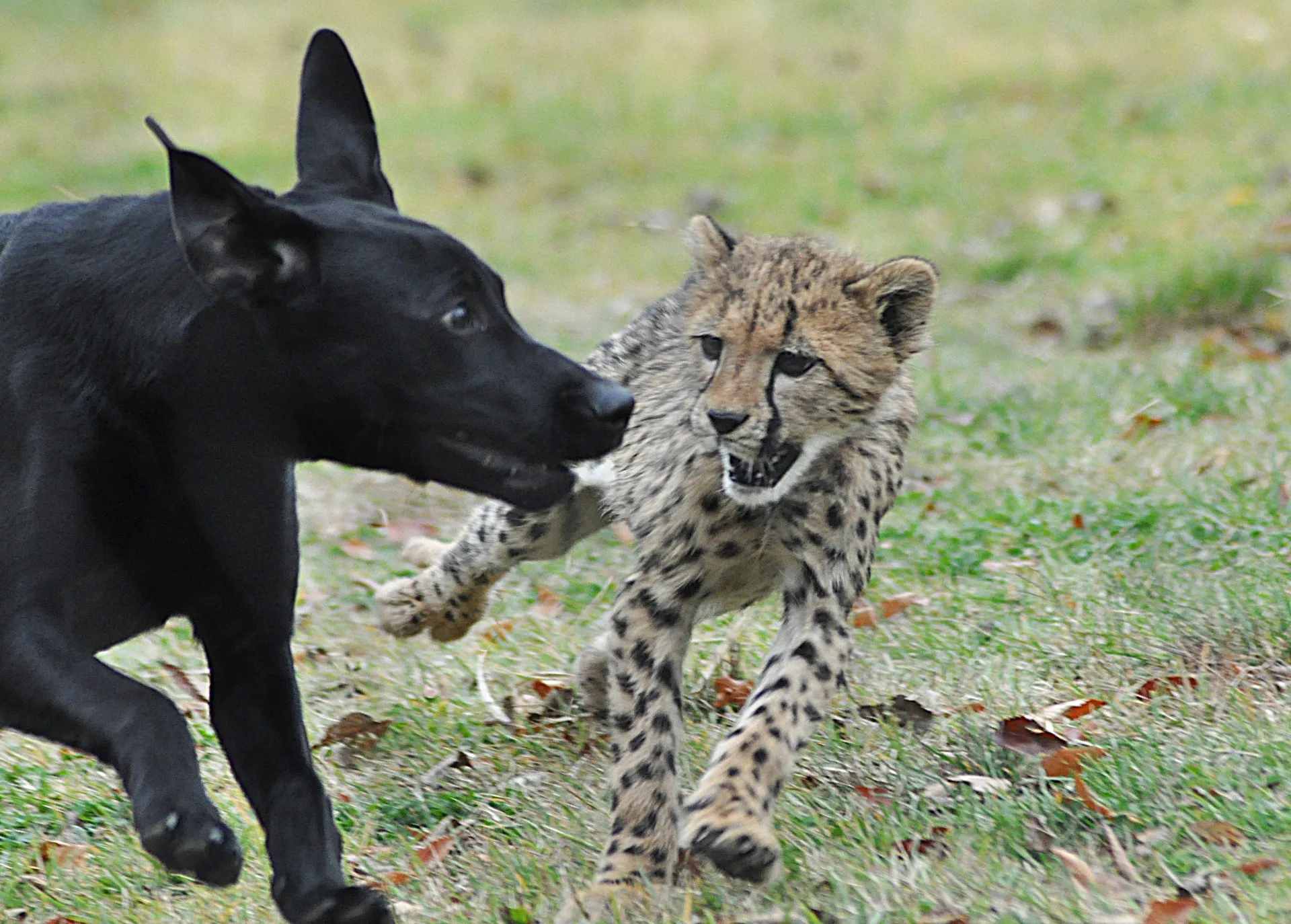 savanna the cheetah and her companion dog