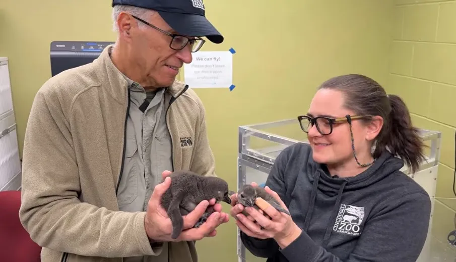 Thane Maynard and keeper with african penguin chicks