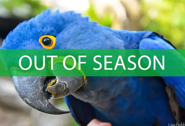 feather friends out of season